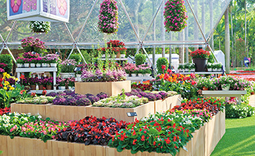 超72.6萬客流，虹越承接深圳花展核心區(qū)，打造現(xiàn)象級花展