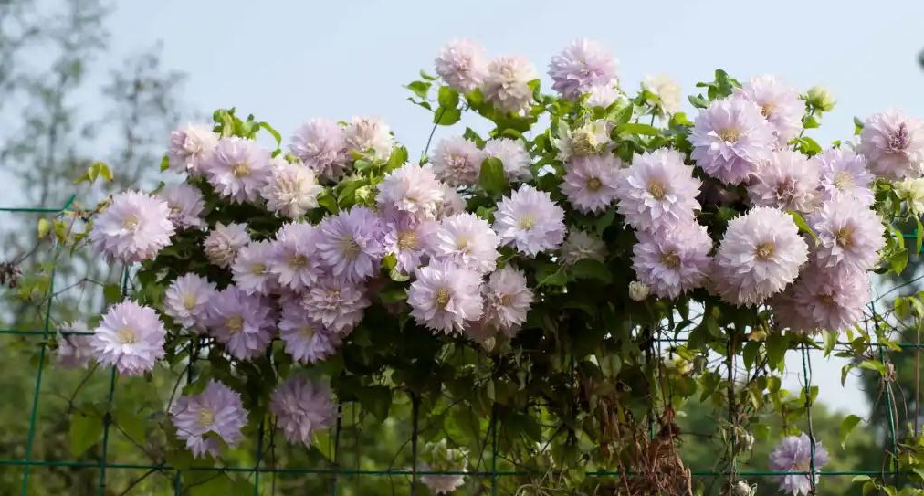 小空間也能美上天，你的花園真的很需要她！