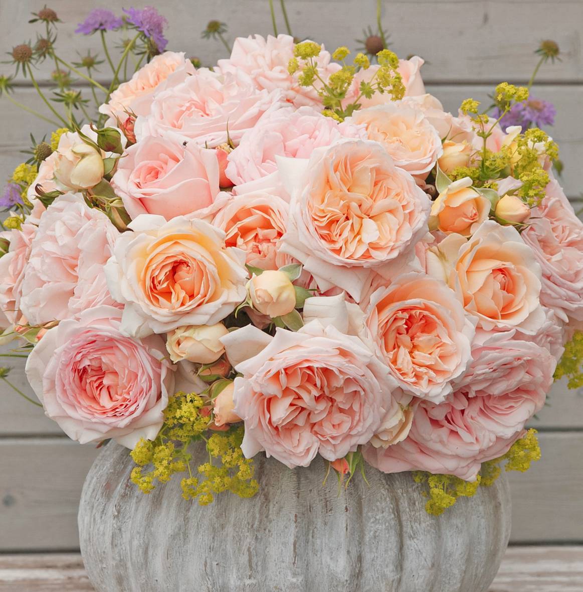 ADR測試認(rèn)證！帶你了解什么才是真正的抗病月季