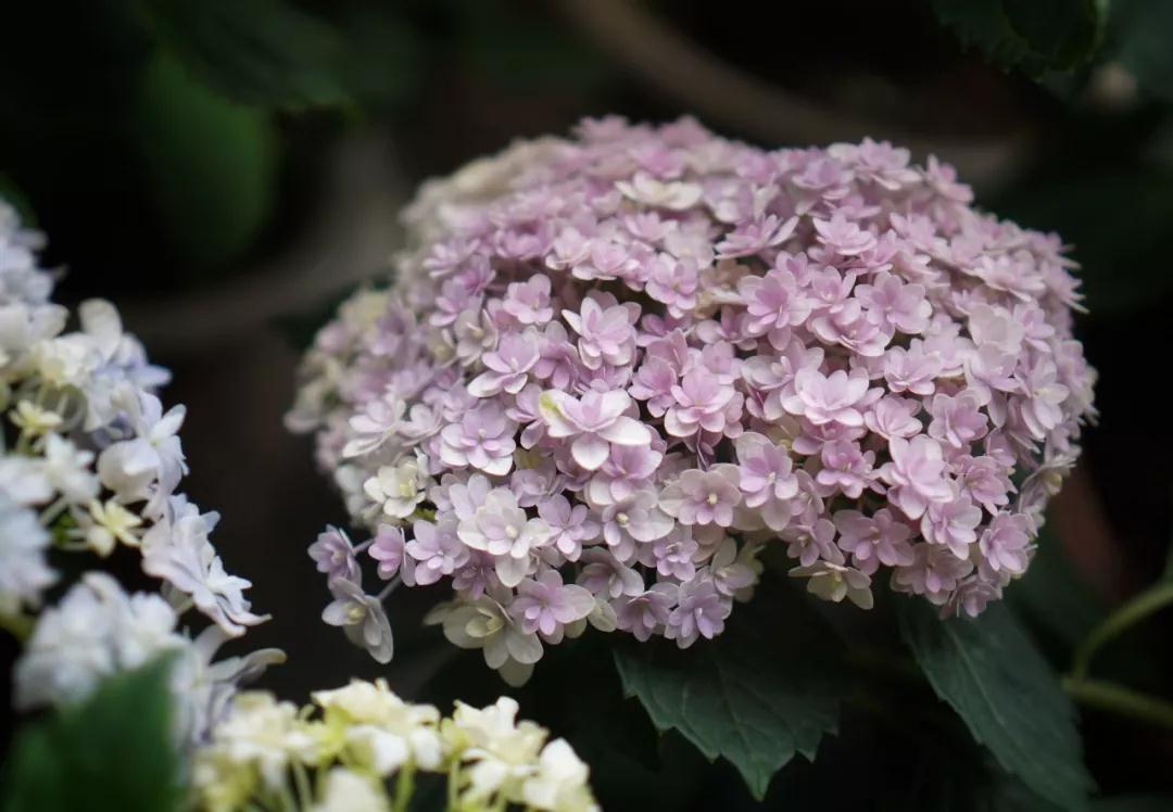 繡球能不能曬？夏天需不需要拉網(wǎng)？