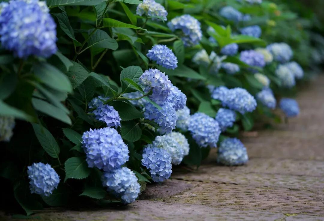 你真的了解繡球么？園藝大神上線，詳解關(guān)于繡球的一切