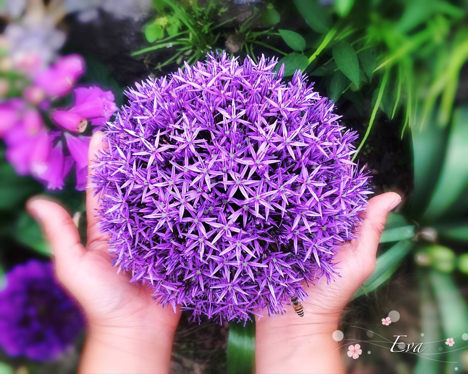 關(guān)于大花蔥，你想知道的都在這 | 球根花卉超好種·問答篇第1期