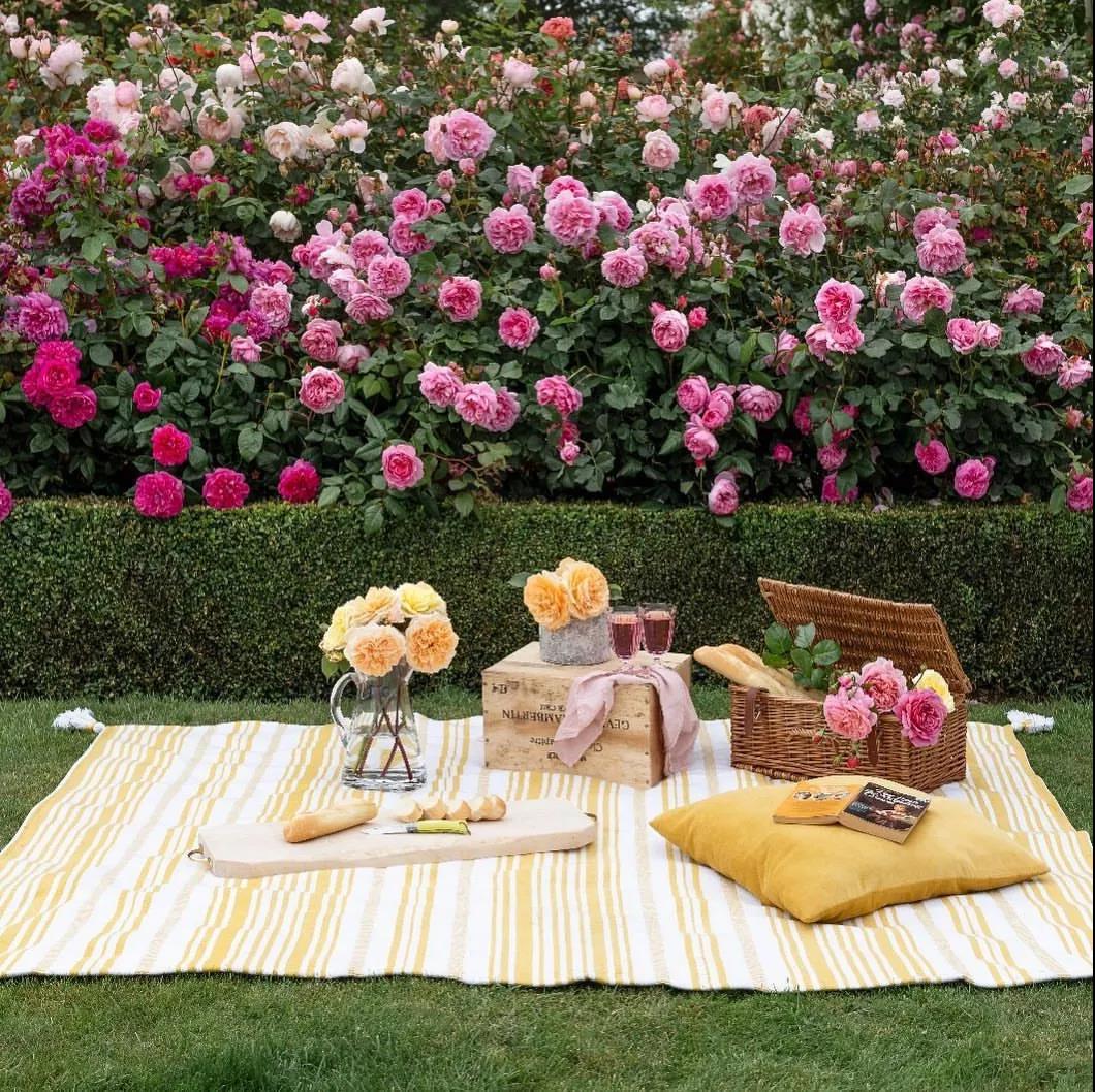 把握九月黃金期，換盆、修剪......這些養(yǎng)護別松懈