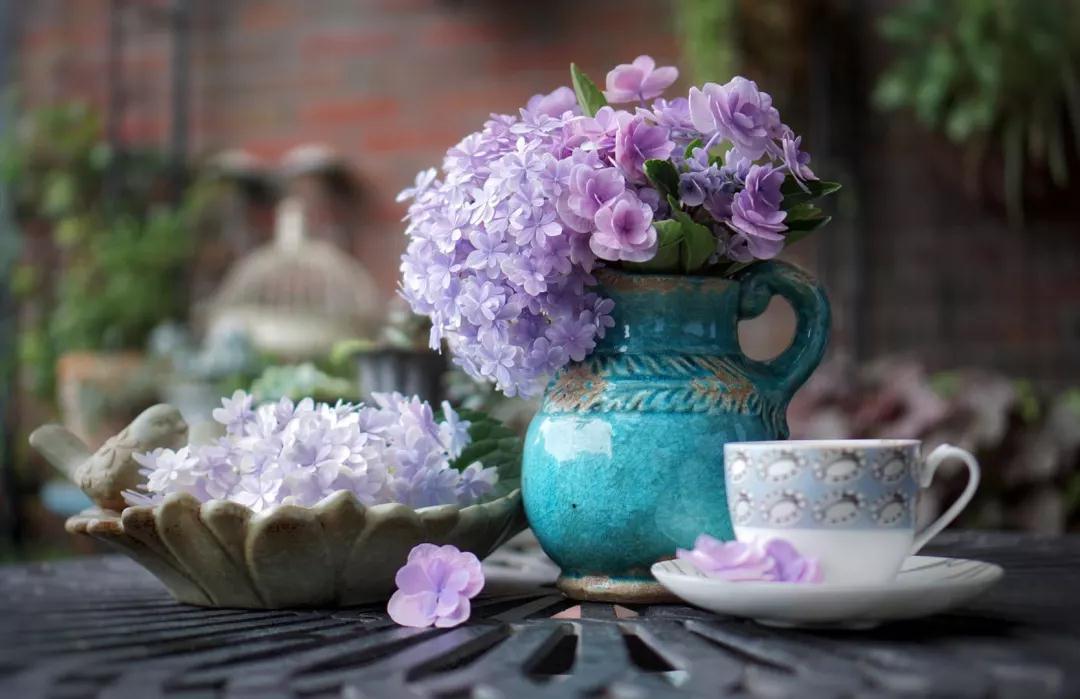 為什么六月的繡球都趴下了？