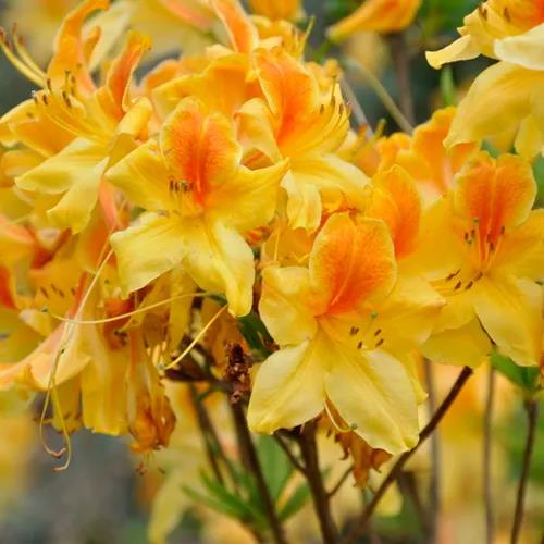 南北通吃的落葉杜鵑，一棵就能撐起一整個(gè)花園的美麗