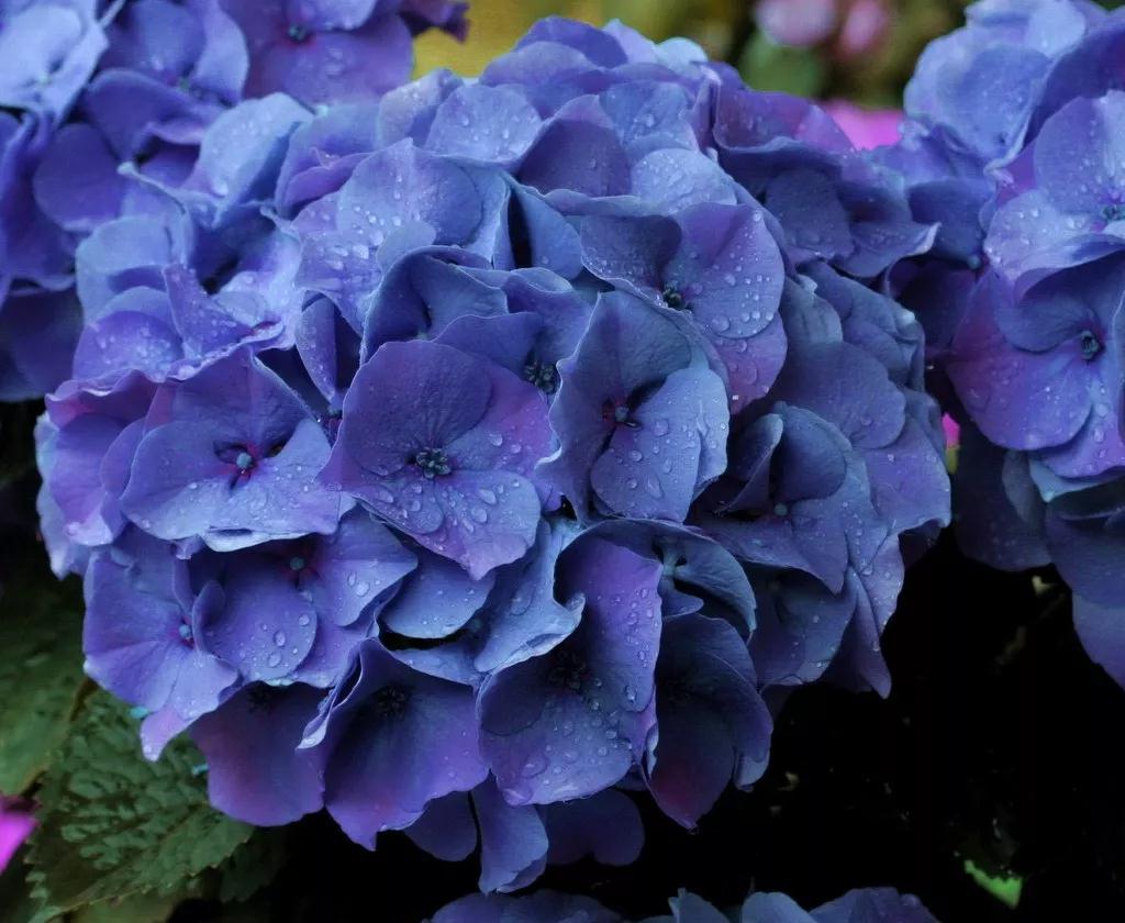 繡球究竟有多美，看了這17款進口新品種后立馬沉醉