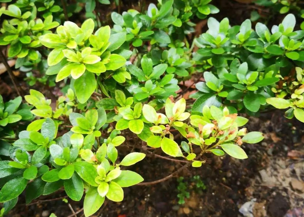 夏天植物狀態(tài)差？別急，看看是不是這5個(gè)典型問題