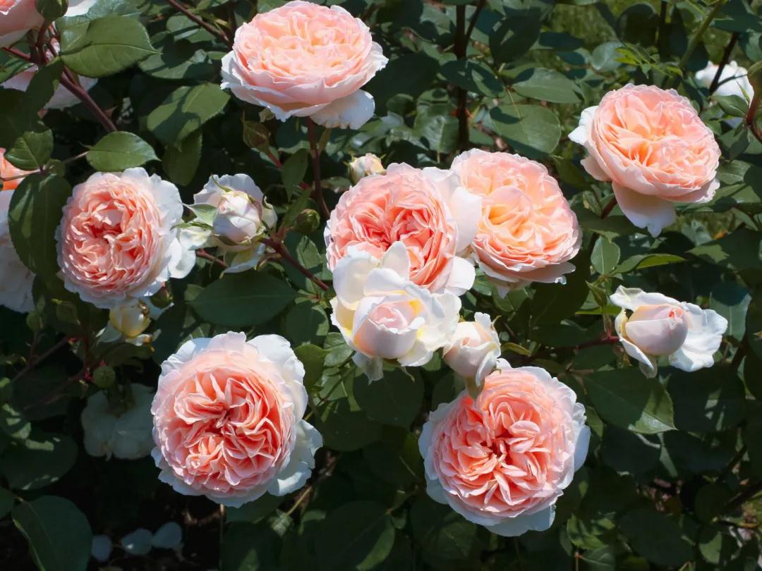 顏值即正義！新品月季人氣top10，你最愛哪一款？