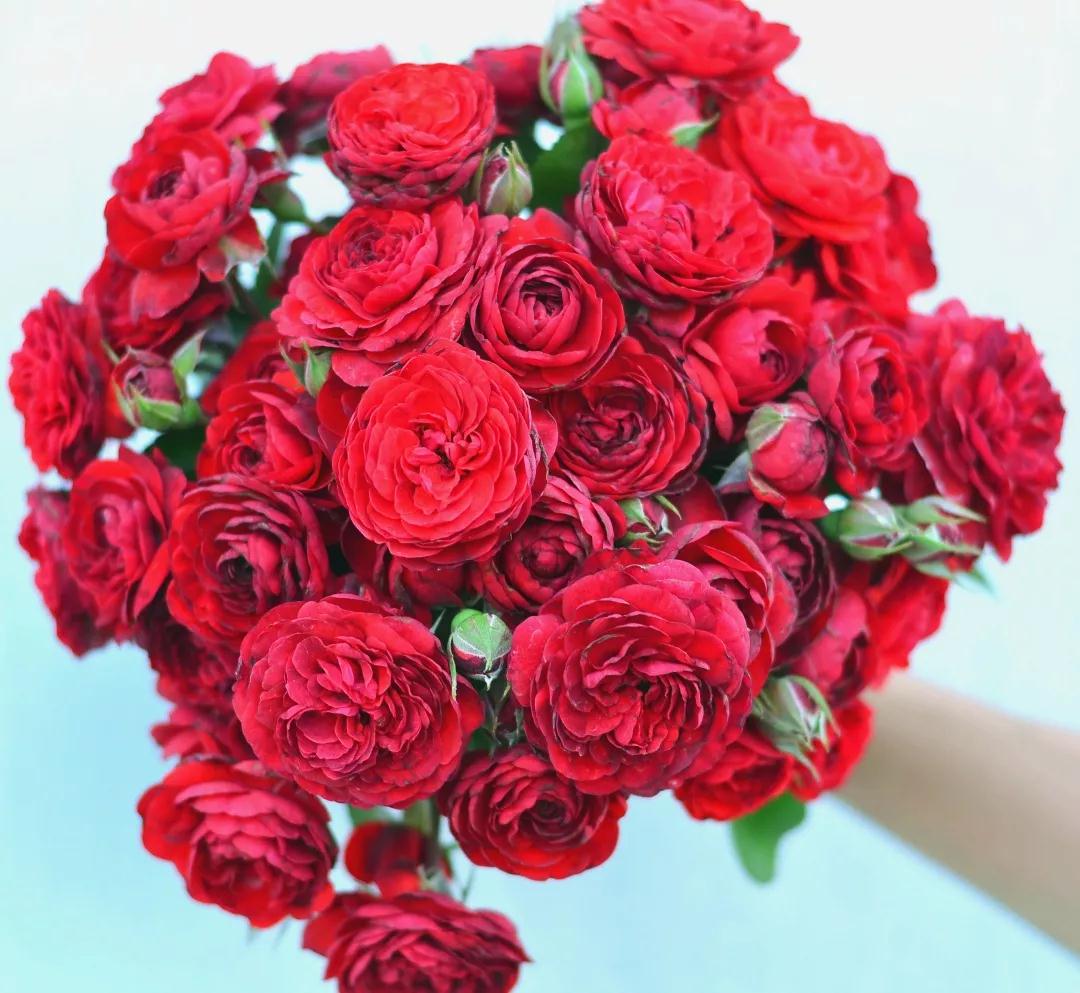 她來自月季魔鬼訓(xùn)練營(yíng)，優(yōu)秀到整個(gè)城市為她冠名！