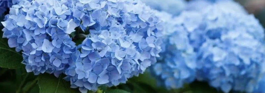 調(diào)藍的滋味，繡球和你都想了解