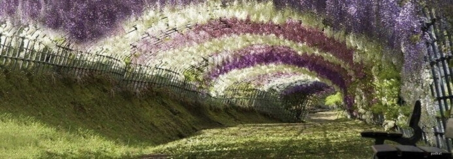 20年都不開花的紫藤，只能拿來燒火了嗎？？？