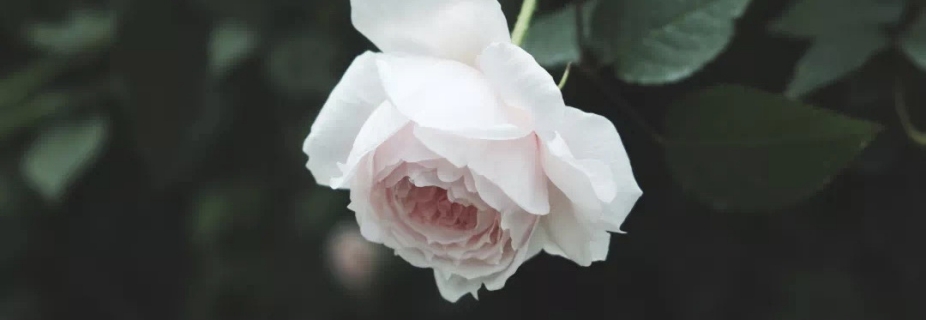 關(guān)于月季抹芽這件事，老師已經(jīng)說倦了~