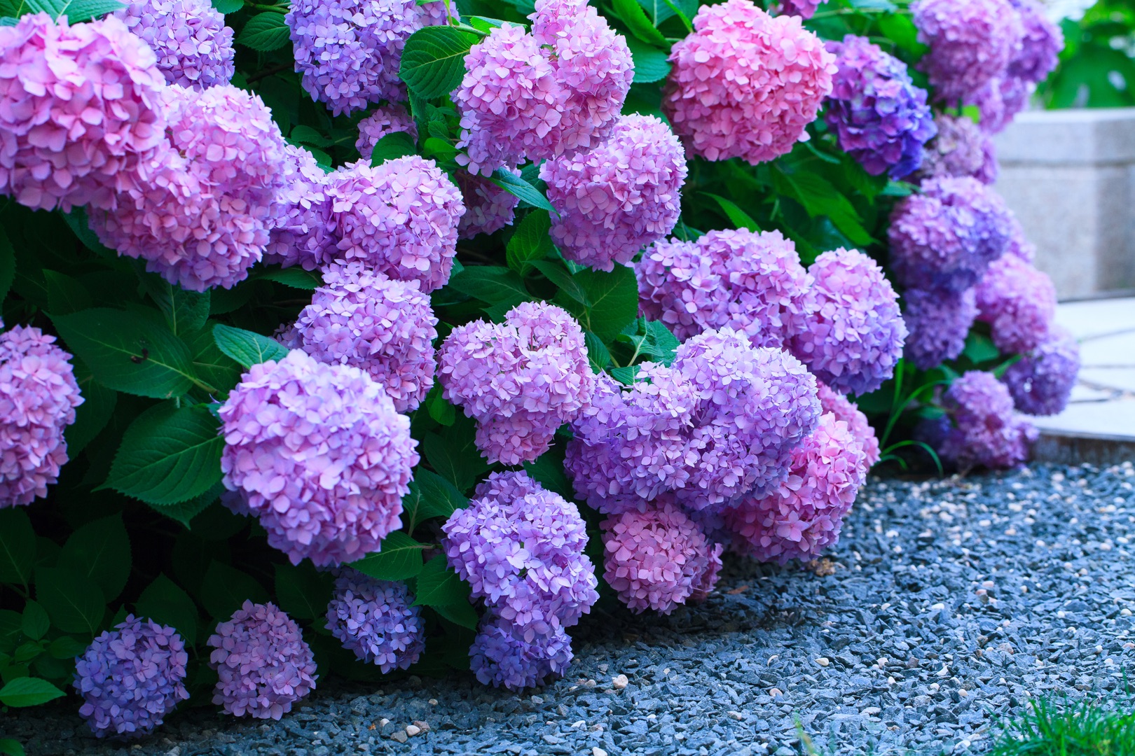 繡球明年想要爆花，抓住這波冬季修剪好時機