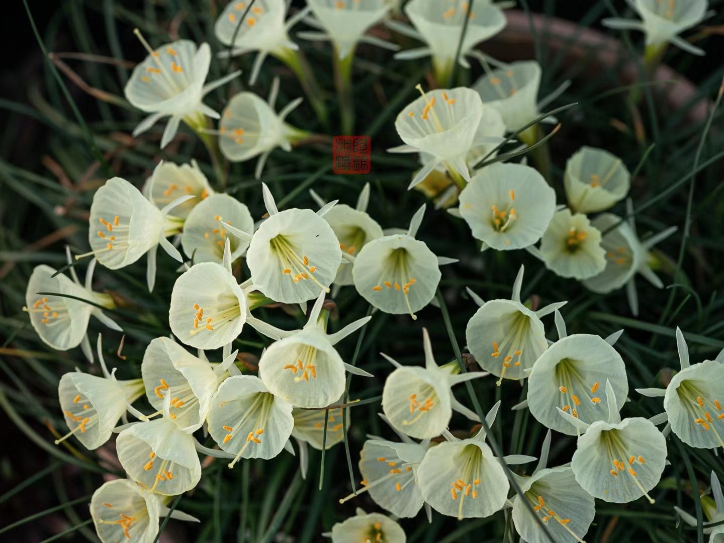 不養(yǎng)圍裙水仙，都不知道球根也可以這么可愛