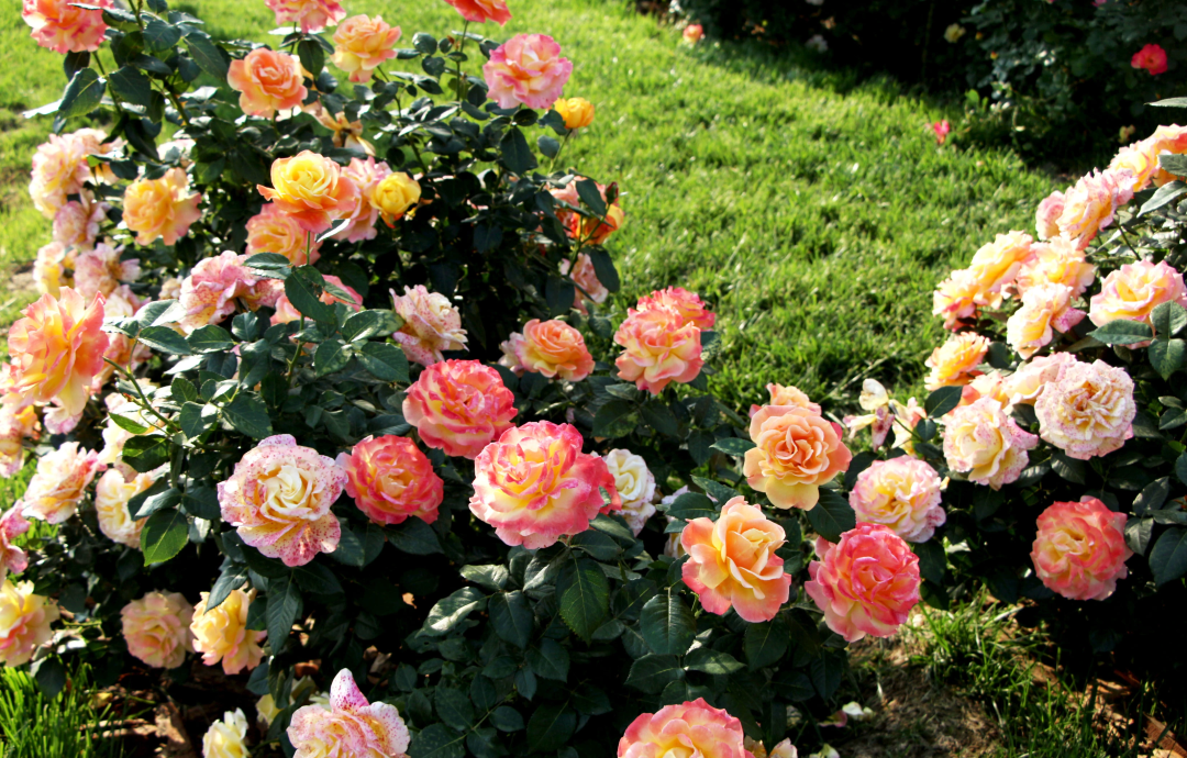 俞紅強(qiáng)×虹越 | 秀外慧中，天性皮實(shí)，它們是天生的國月之光！