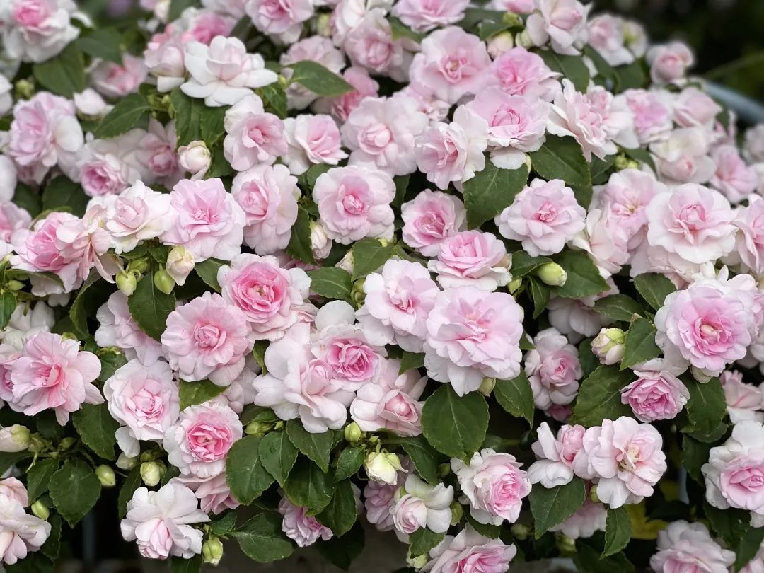 ‘平平無奇’小草花，爆成花球怎么就這么好看