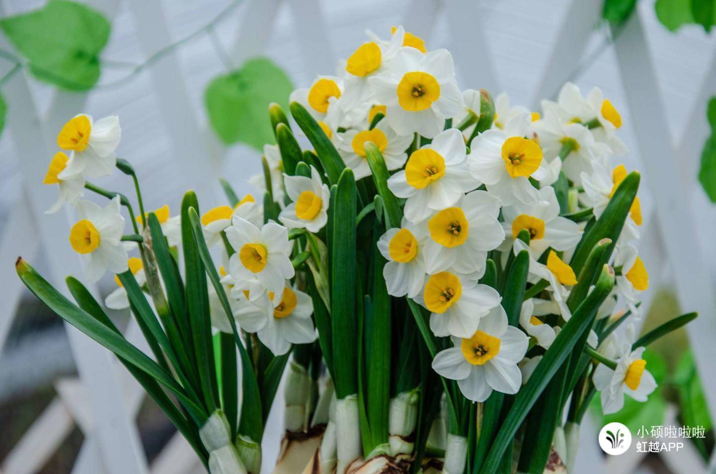 只要有水就滿室生香，難怪全世界都愛養(yǎng)它！