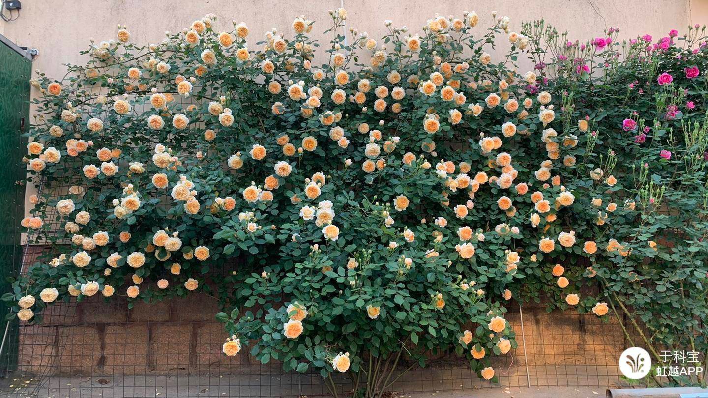牙簽苗逆襲成十米月季花墻，兩年就足夠！