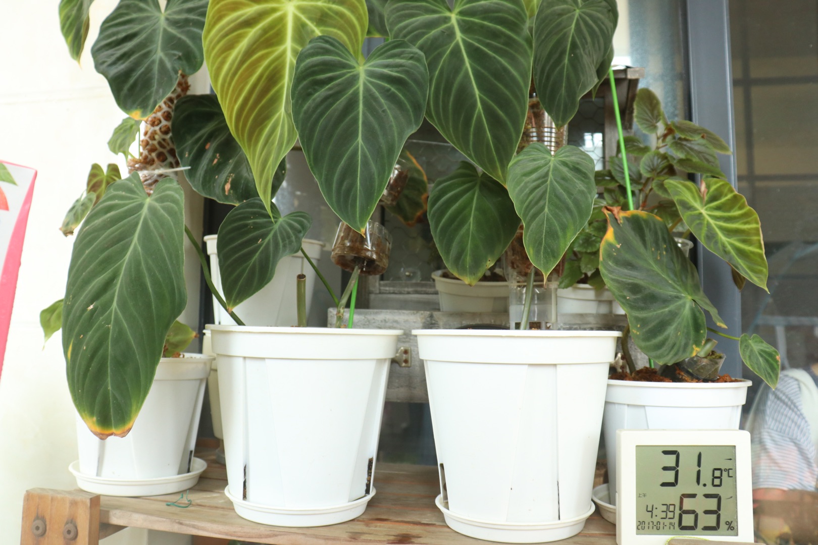 他在5㎡的陽臺種了100盆綠植，打造逃離夏日的小森林