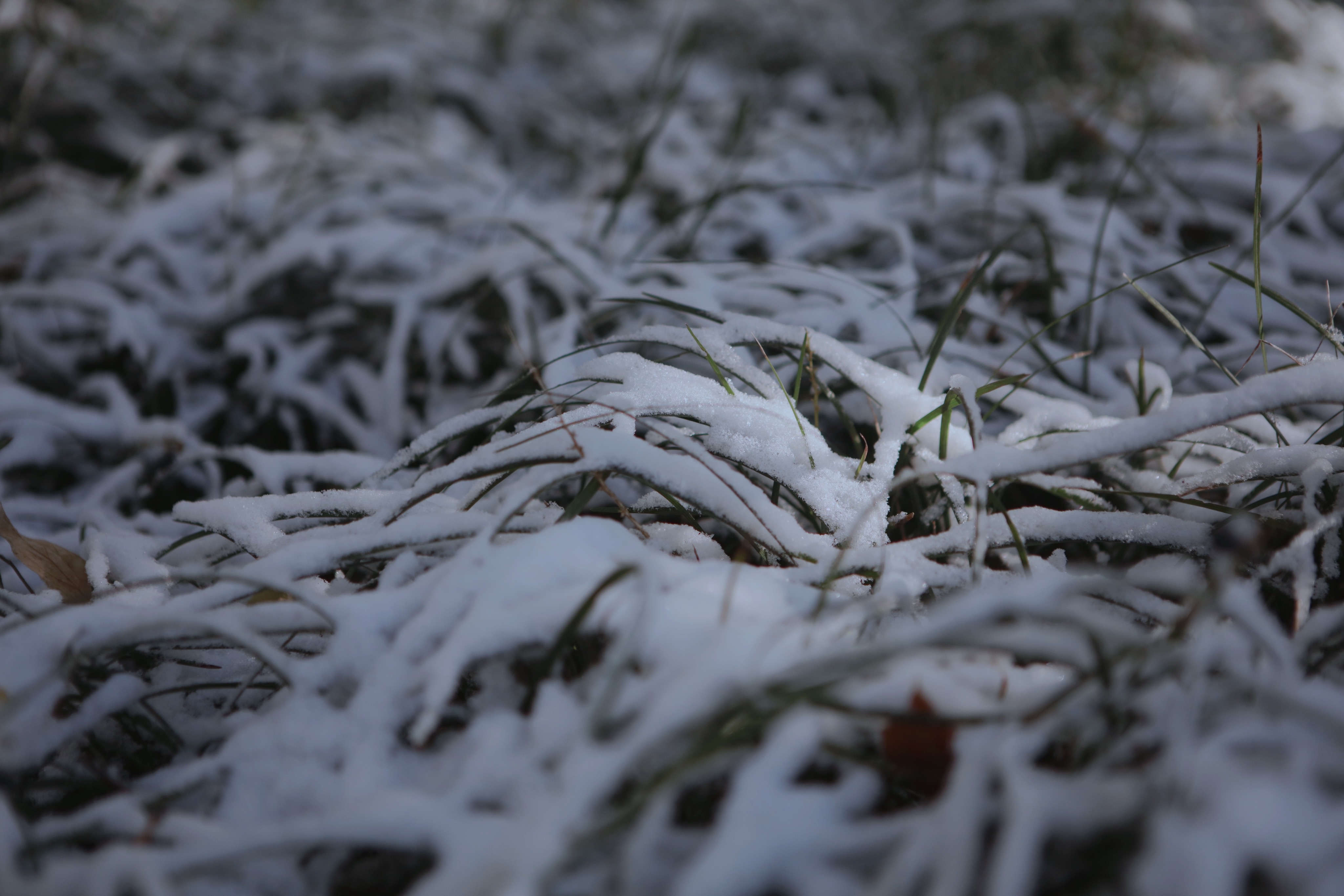 園藝人的寒潮自救指南！