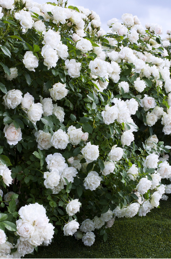 玫昂月季新品大盤點(diǎn)：百年企業(yè)，出手即王炸！