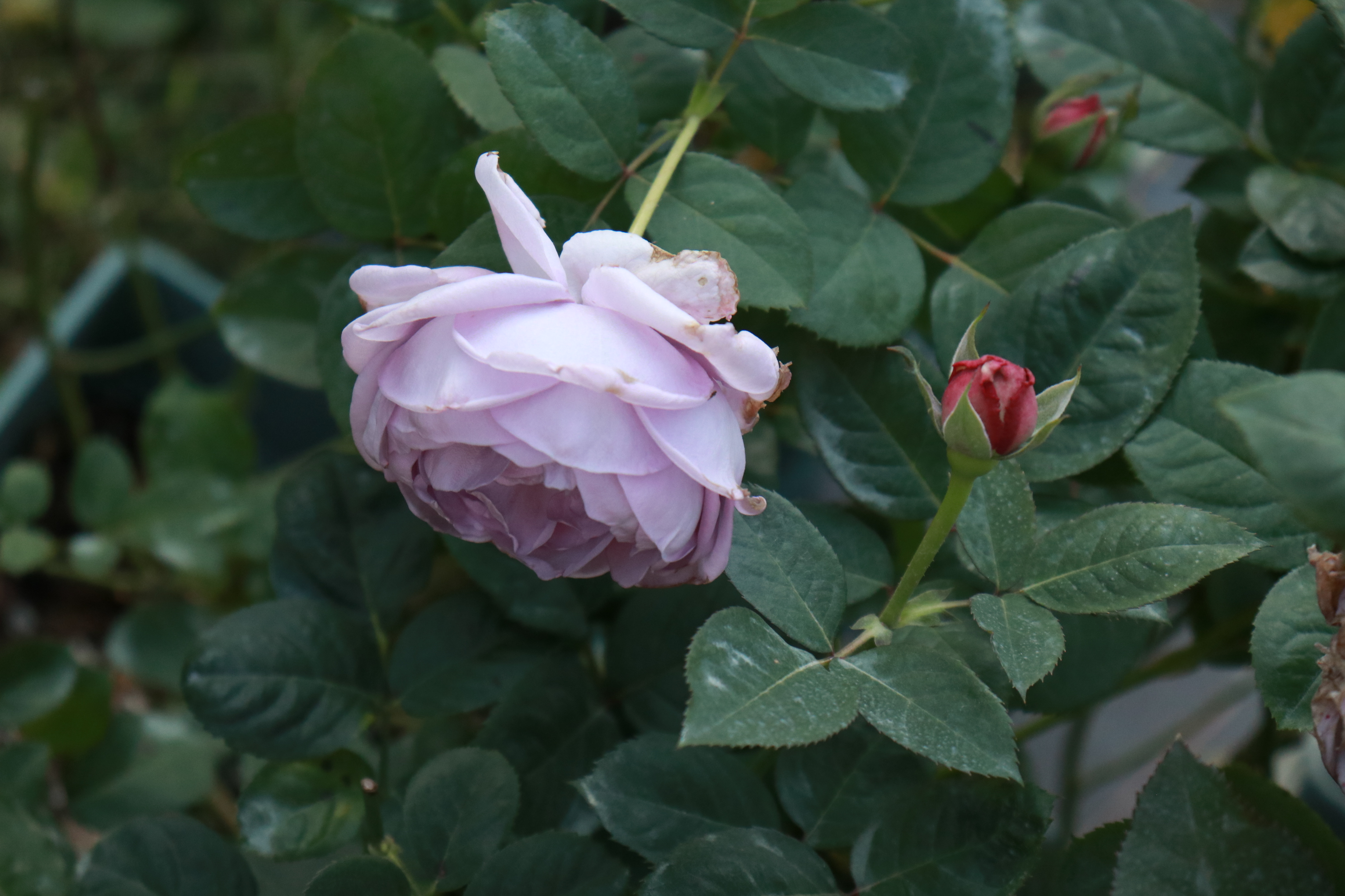 你的月季抹芽了嗎？