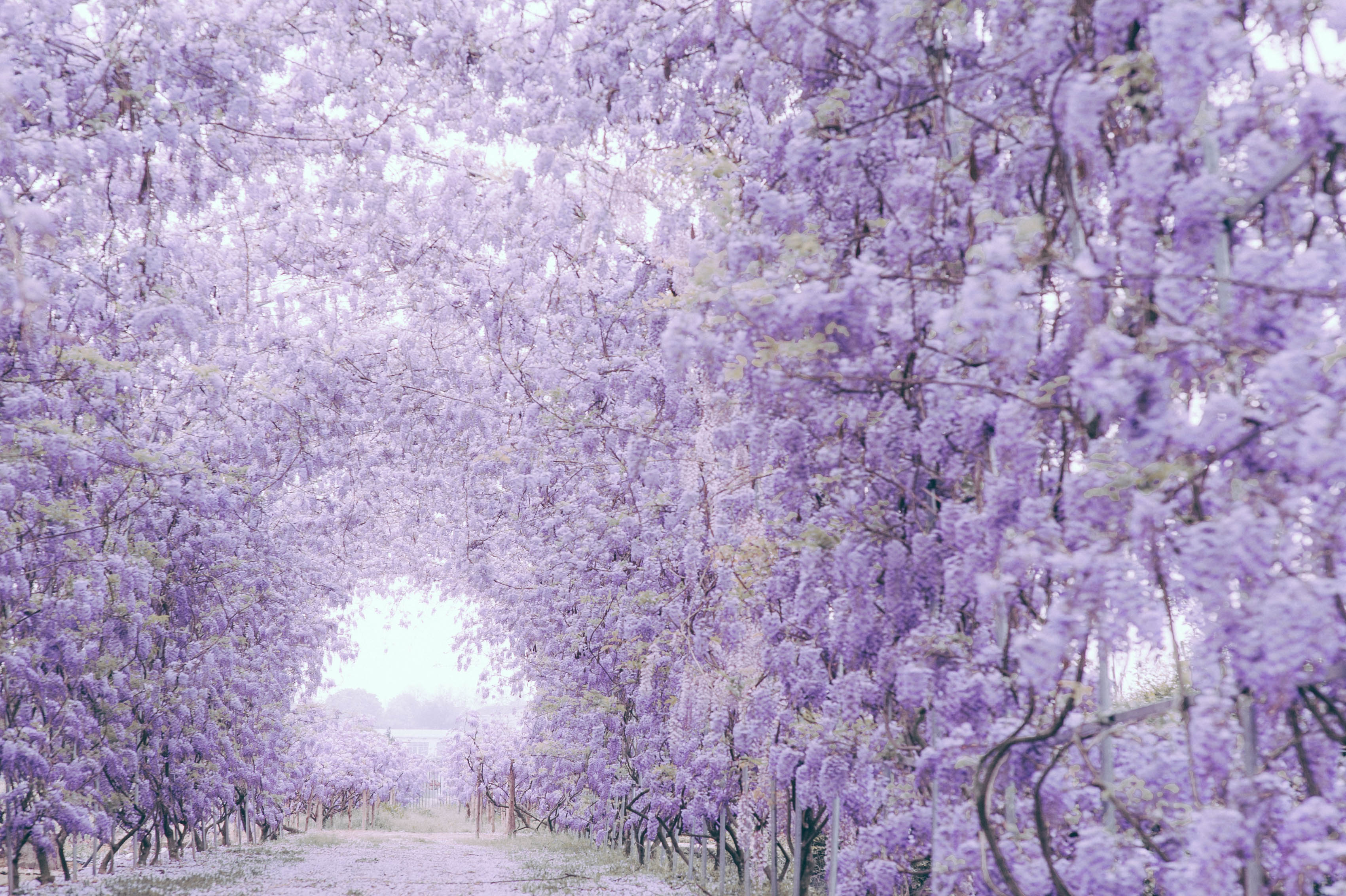 花開(kāi)如瀑普羅旺斯，送你一個(gè)燦若云霞的春天