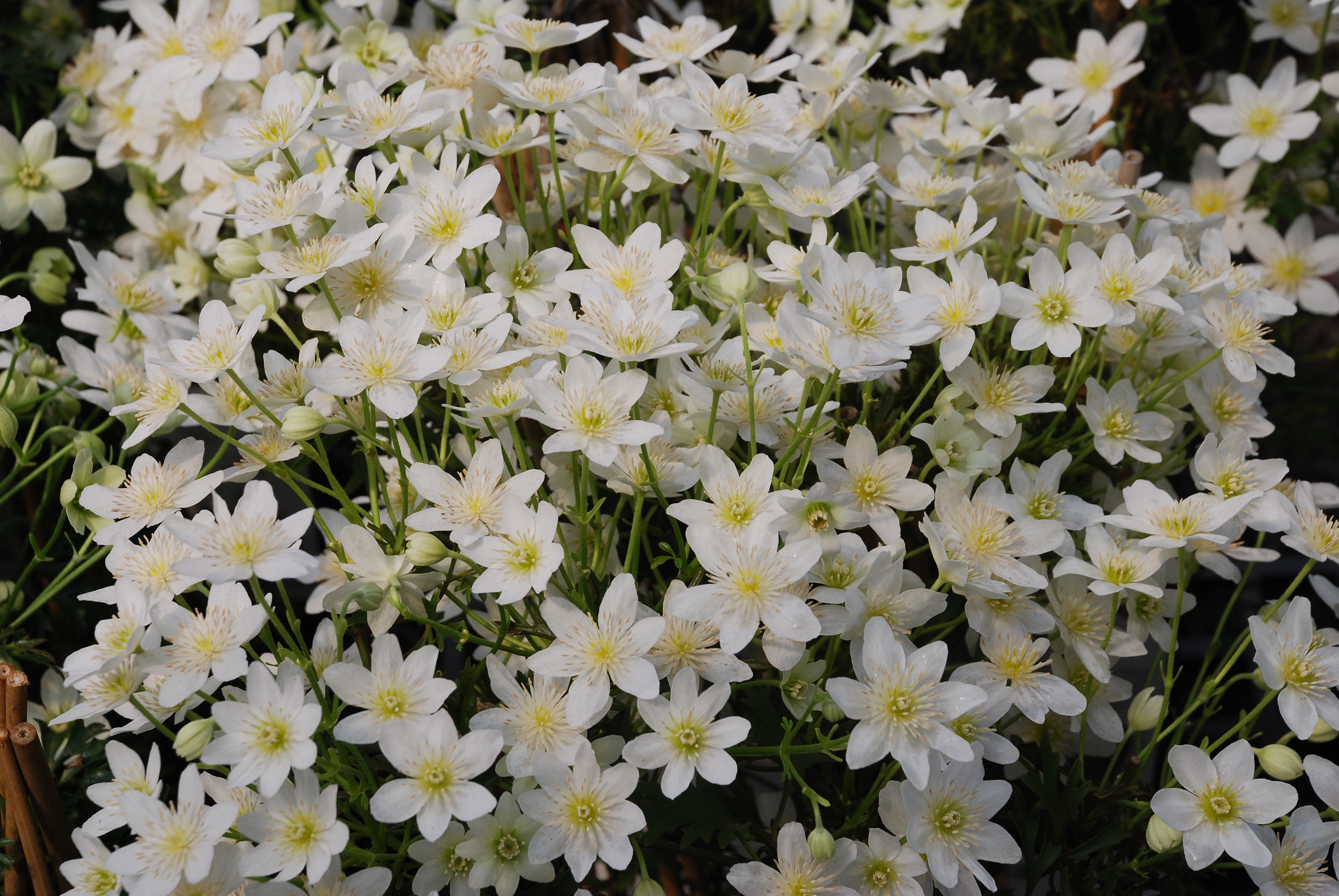 都2022年啦，“美”要勇敢曬出來！鐵線蓮比美大賽又又又來了