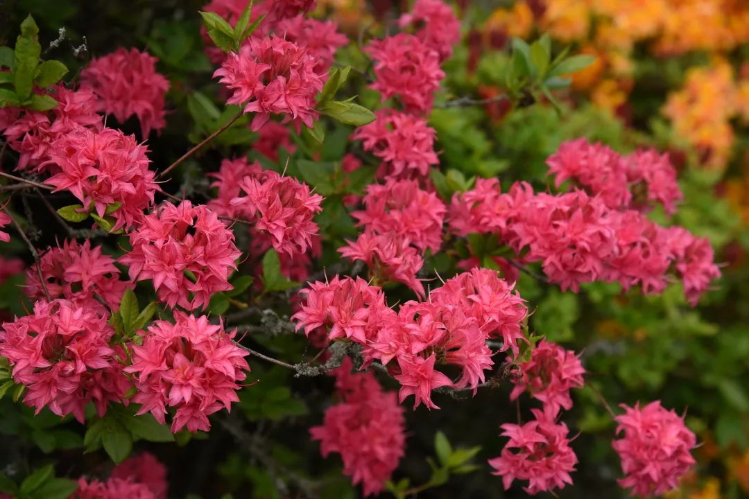 美到?jīng)]朋友的落葉杜鵑，種下就成傳家寶！