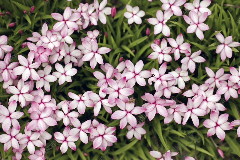 僅需一盆櫻茅，就能獲得‘野趣花園’的最正確打開方式！