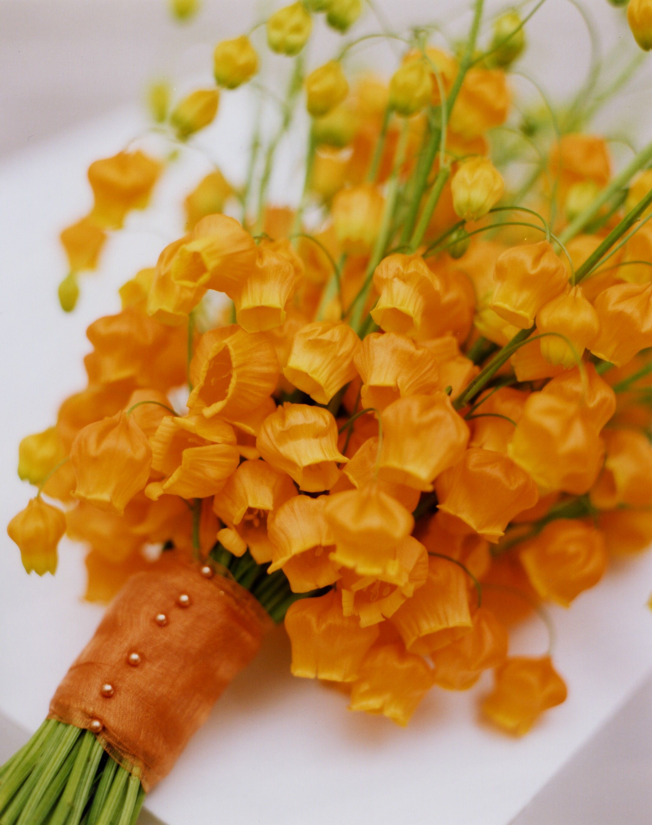 花開即出小燈籠的‘百合’，美得就像一幅畫！