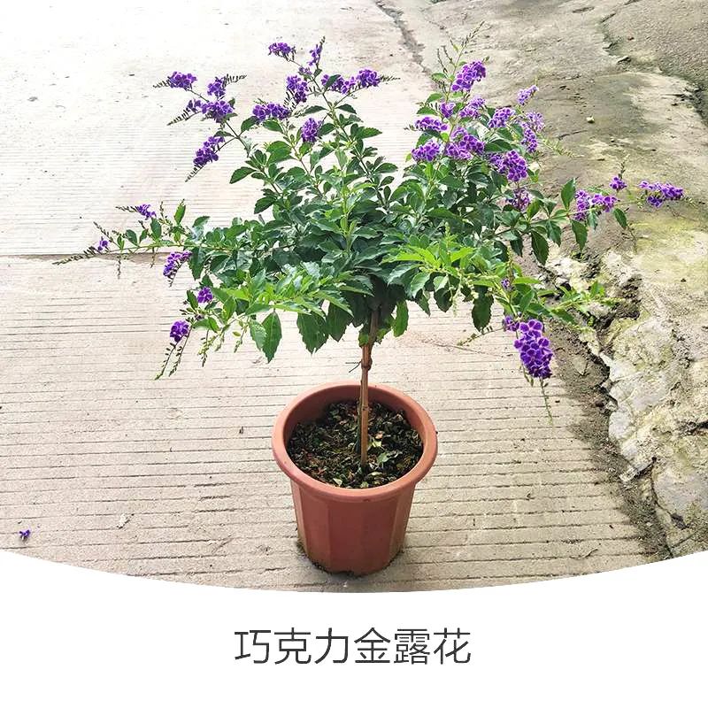 金露花 | 人間巧克力，開花時隔壁小孩要饞哭