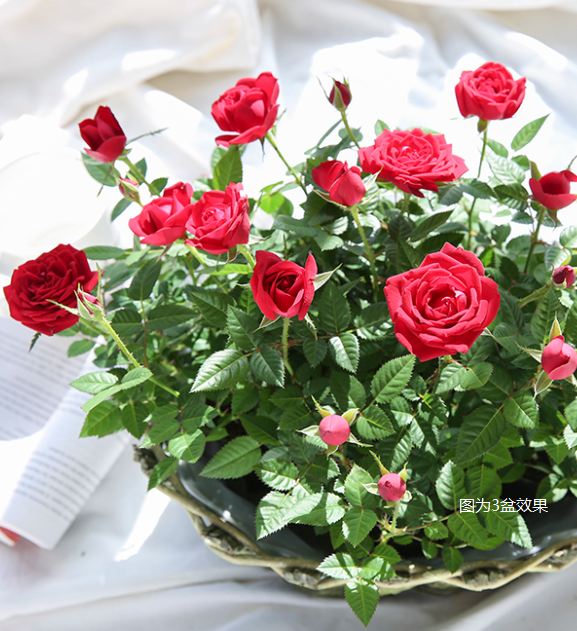 9.9元就能實(shí)現(xiàn)的玫瑰自由，究竟有多快樂！