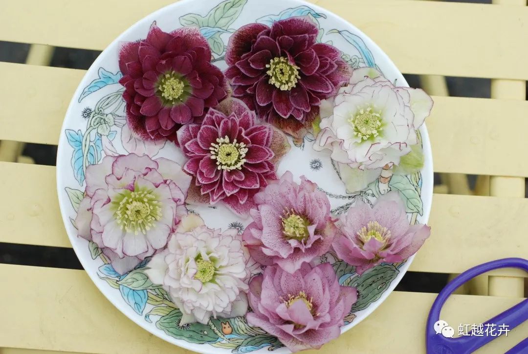 除了名字簡直完美的鐵筷子，人間仙女花就是她吧！