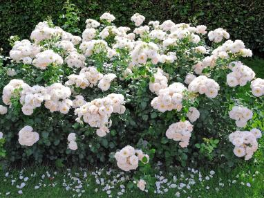 2022深圳花展，這些新優(yōu)品種都獲獎啦！