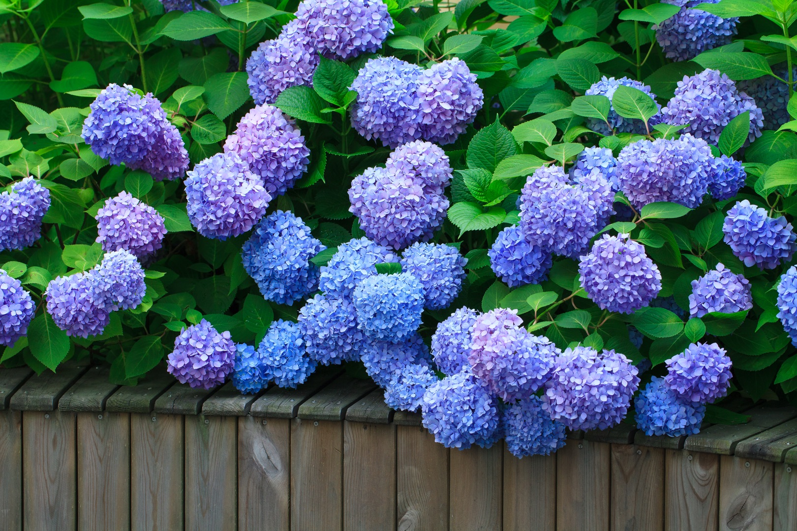 從400元1盆到4元1斤，無盡夏真的跌下神壇了么？