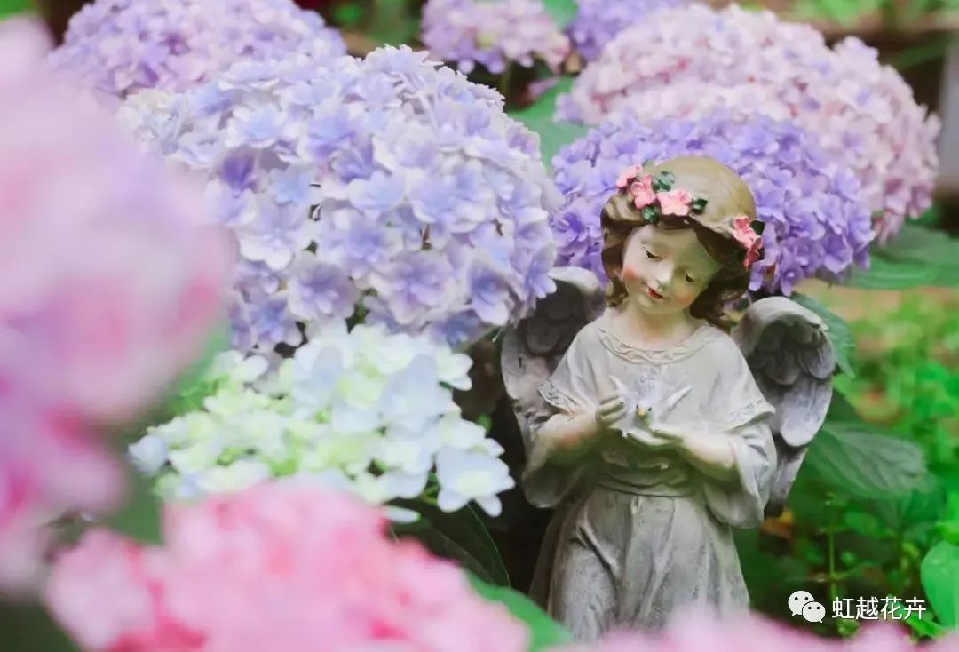 重瓣中的戰(zhàn)斗機(jī)，花手鞠竟能如此夢(mèng)幻（附繡球花后養(yǎng)護(hù)指南）