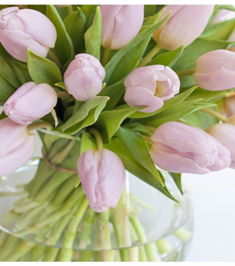 救命！我的郁金香究竟怎么了？