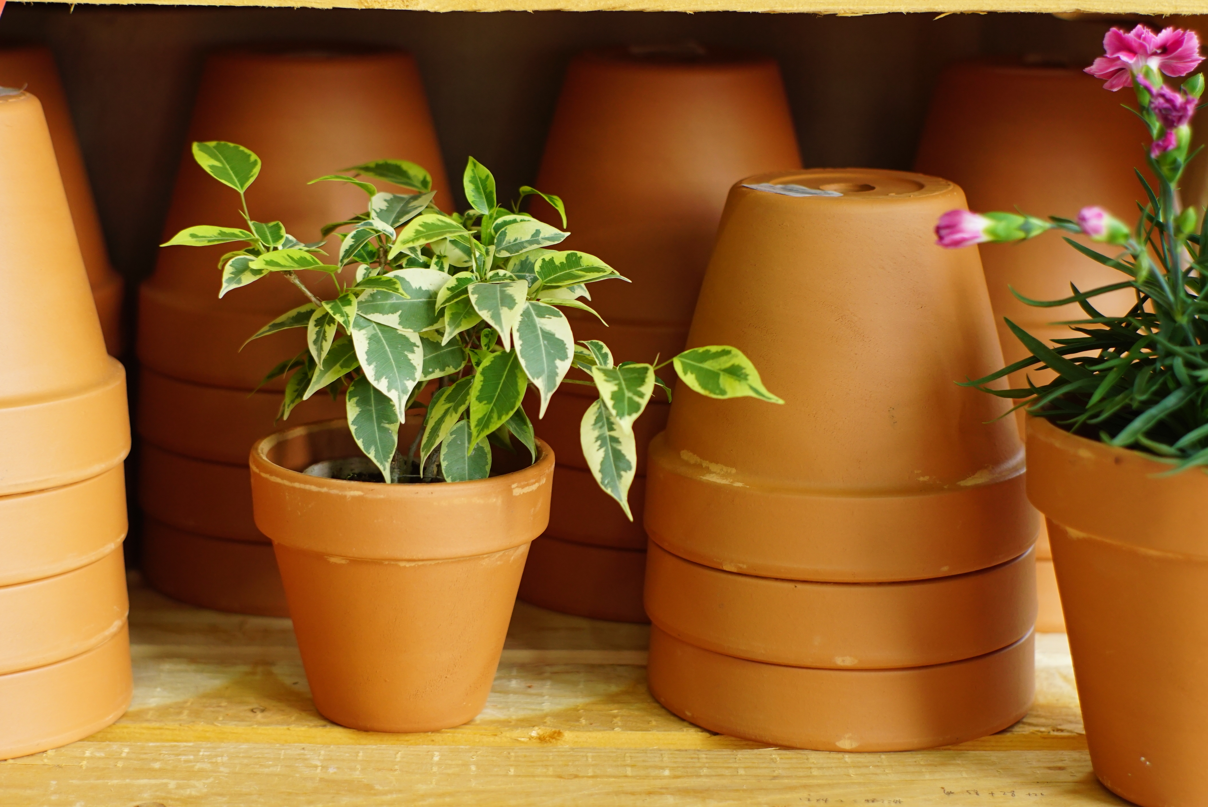 搭對(duì)了盆子的綠植盆花，突破顏值上限！