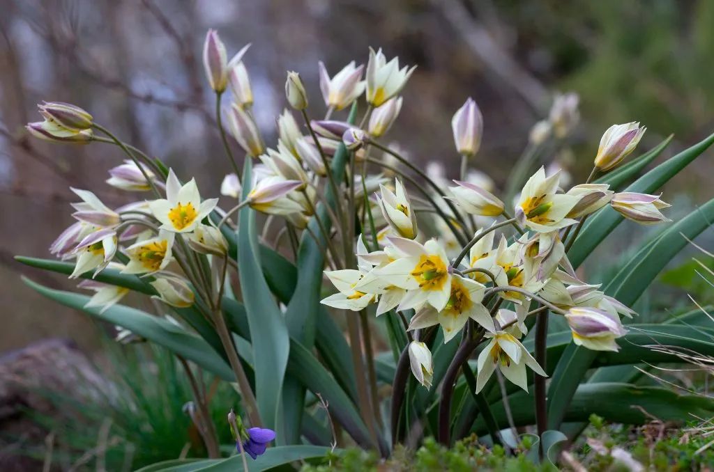 ‘平平無(wú)奇’小野花，憑什么被稱為中國(guó)郁金香？