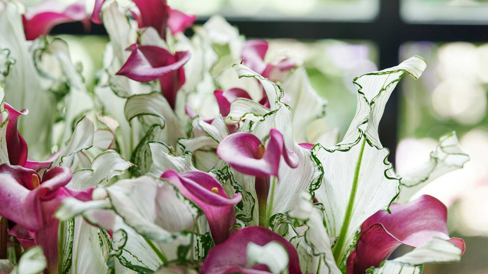 葉比花美，仙到?jīng)]朋友的‘冰雪女王’驚艷上線！