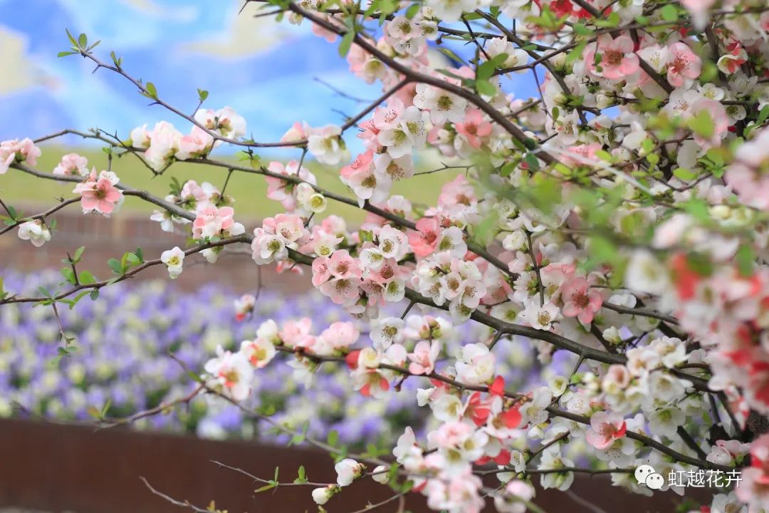 不出意外，又到虹越最美的時(shí)候了！