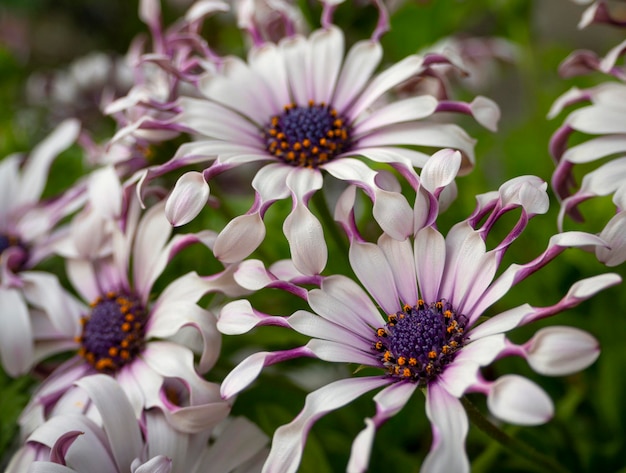 奇特小眾，宛如‘天外來客’的藍目菊，究竟有多可愛？