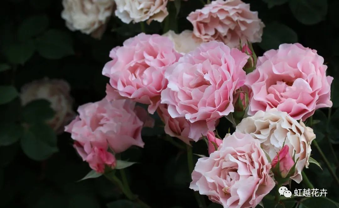 14個(gè)絕美品種！這家世界級(jí)月季終于上新了！