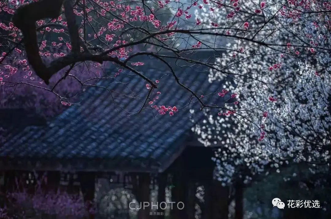 這幾種花都分不清楚，春天都不好意思出門了！