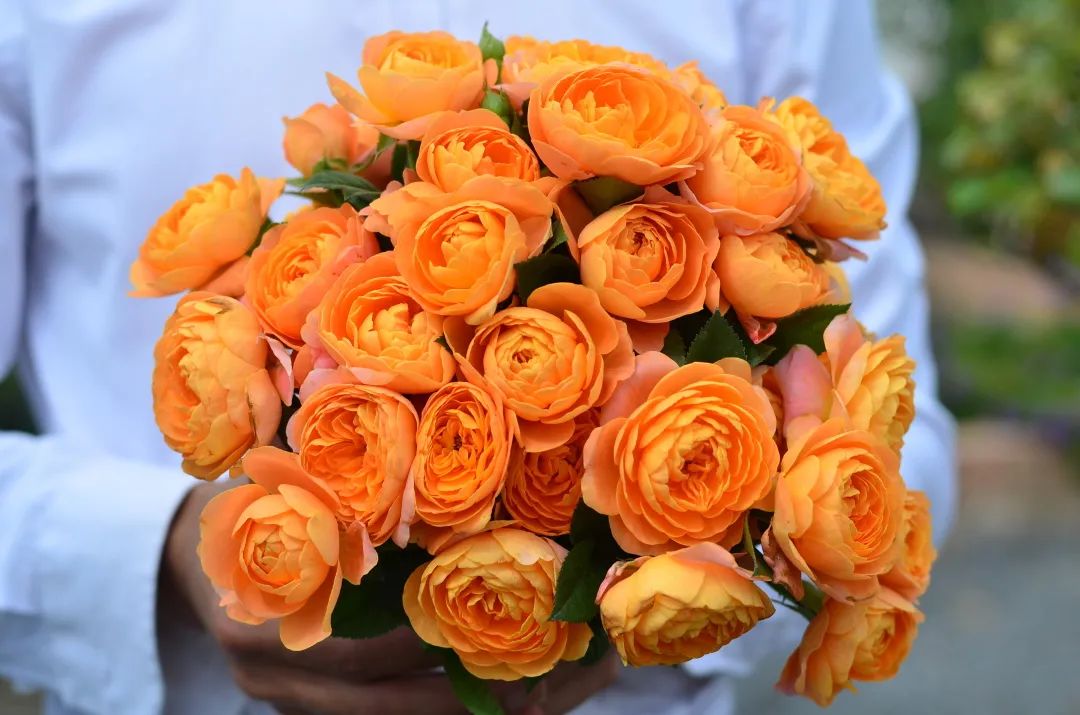 輕松爆花10個(gè)月，她是陽(yáng)臺(tái)花園里永遠(yuǎn)的神！