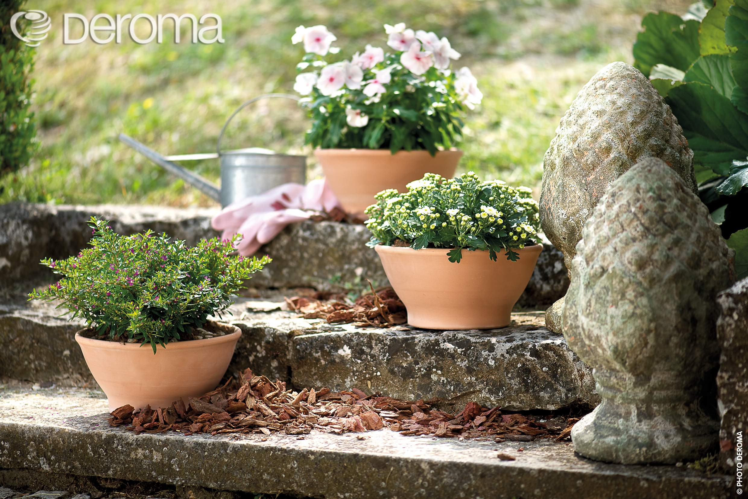 一個(gè)帝羅馬引發(fā)的“陶盆熱”！被萬(wàn)千花友喜愛的它，究竟有什么魔力？！