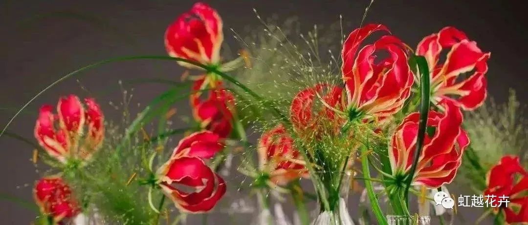 自帶‘焰火’特效的嘉蘭百合，年年燃爆你的夏日花園