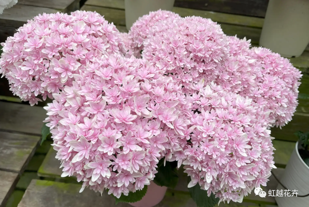 官宣｜虹越與日本加茂達(dá)成獨家合作！還會帶來這些超級新品