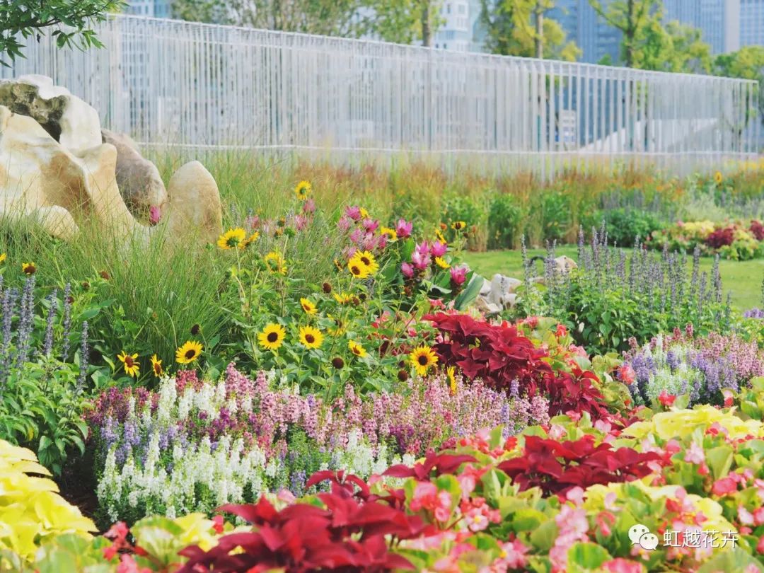 70000+㎡低維護(hù)油畫(huà)風(fēng)花境！虹越的亞運(yùn)景觀(guān)改造究竟有多絕？